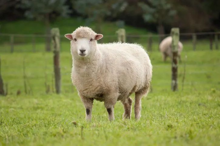 Moutons